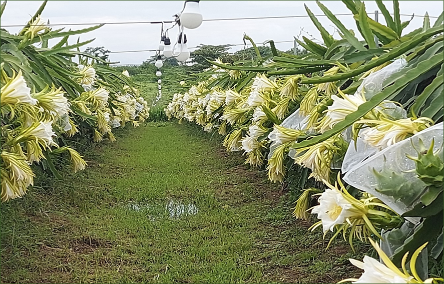 PITAHAYA EN ALTA DENSIDAD