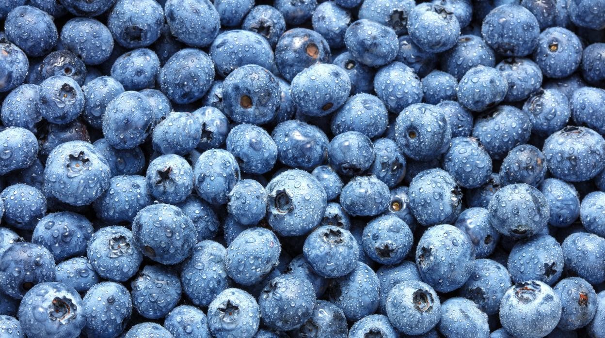 arandanos-kO0--1248x698@abc