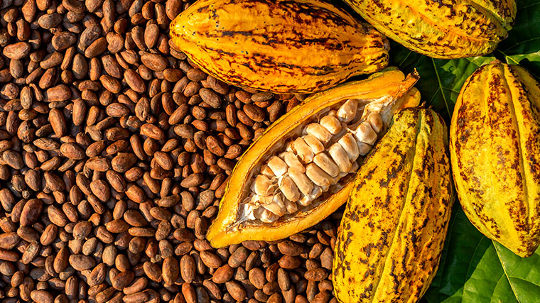 blog-cacao-chocolate-planta